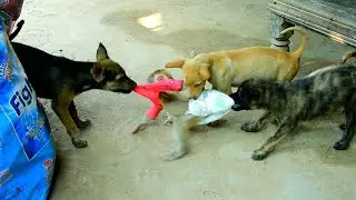 Oh My God!!! Why You Do Like This Puppy, Baby Monkey Feeling Angry...