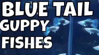 Exquisite Blue Tail Guppy Fishes: Swimming Elegance in the Aquarium