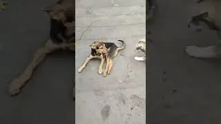 Собака или инопланетянин?👽 Смотреть со звуком😂