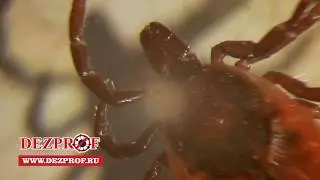 Уничтожение клещей на участке ДЕЗПРОФ Москва