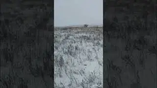 Охота на зайцев 