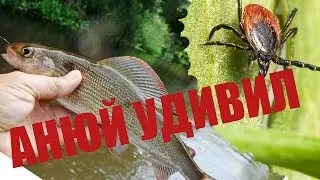 Fishing for grayling in the Anyui River in June 2022. Khabarovsk Territory. Caught a bunch of ticks.