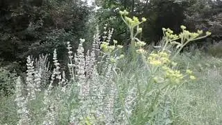 Уильям  Шекспир.  Сонет 1.