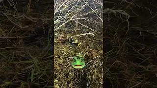 Лягушки