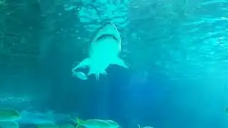 Ripley's Aquarium  Underwater Tunnel in Toronto Ontario