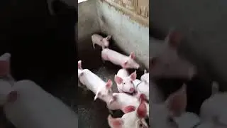 Bagtin#pig #lifeisbutadream #lifeisbutadream