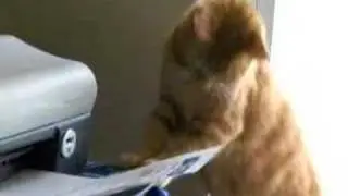 Cat vs. Printer