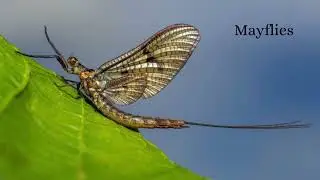 #nature Nature animals - Unique creatures behaves different in moon light