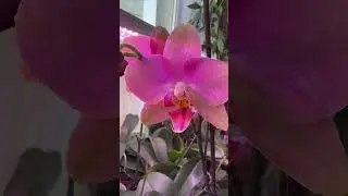 Phal. Baby Dynamite в Старый Новый Год 🎄