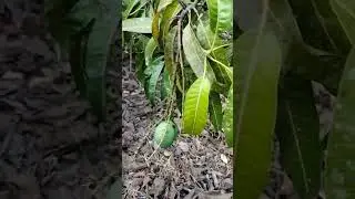 #mango #farming #tiktokvideo #tiktok #cashew #farmer #mangofarm #alphanso
