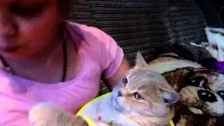 девочка кормит кота