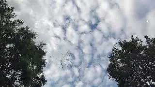 Вечерний полёт голубей,часть 1.