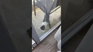 Приручаем кошку! День 12. Часть 1.