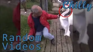 Man Rescues A Baby Swan
