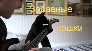 Забавные кошки
