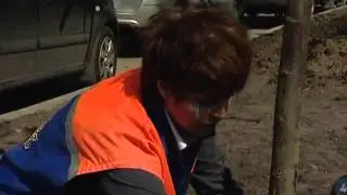 Посадка липы   уДачные советы