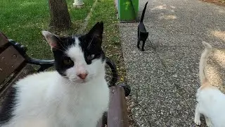 Cats comes running in this cat island if you just call them