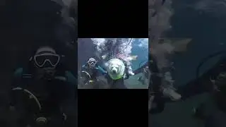 Собака-дайвер 😅 #diving #дайвинг #приколы