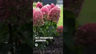 Популярный Тренд ГОРТЕНЗИИ