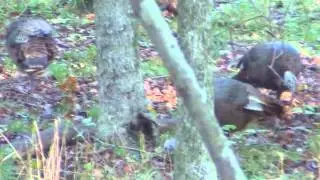 Springfield, Missouri Nature Center 9-29-13