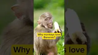 Why Do Monkeys Love Bananas?