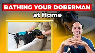 How to Bathe Your Doberman at Home: Everything You need to Know!