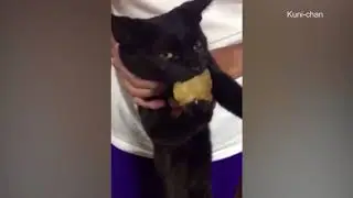 cat caught stealing fish