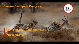 Гепард: Анатомия скорости...| Карта Мира | Документальный фильм