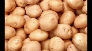Potatoes_part_2.mp4