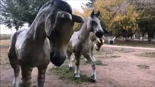 Гусиный перелет