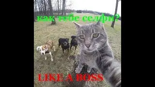 Like a Boss!  Подборка самых серьёзных лайк е босс!!!