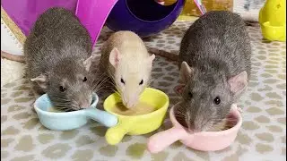 Лакомство для крыс 🐀 | Таблица питания крыс в описании под видео 🌸
