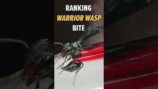 BITTEN and STUNG by Warrior Wasp!