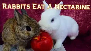 Do Rabbits Eat Nectarines? Let's Find Out! Timmy & Esme Try Nectarine for the First Time!
