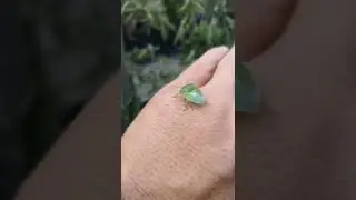 Cacciare le cimici