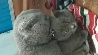 Насилует маленькую девочку кошечку а попку