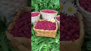 Wild raspberry harvests continue. Belarus 2023