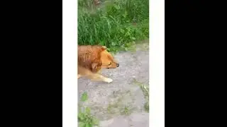 На дачу как на праздник!!!🌞☝🏞🐕😀