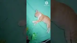 My friend stray cat nonoy
