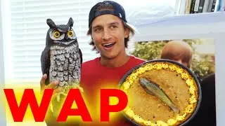 WAP - Cardi B feat. Megan Thee Stalion PARODY