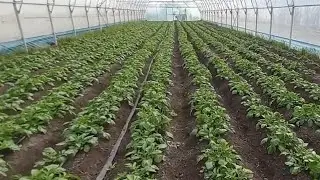 картофель в теплице на 29.03.2024