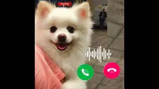 pikavi pikacu ringtone