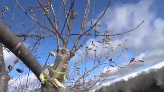 How to grow apple trees using branches - Scions