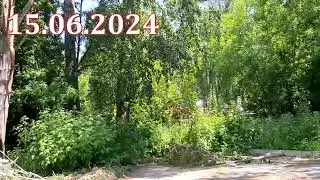 Деревья скидывают лишнее.