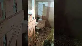Окотилась или объягнилась?