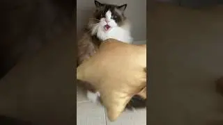 Ragdoll kedimiz Leo yıldız peşinde koşuyor Yıldızı atar gibi yapıp kandırdık 