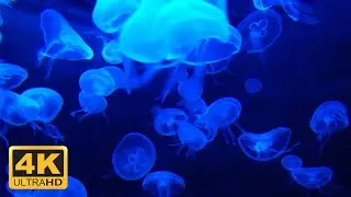 Free 4K Blue Jellyfish - No Copyright Stock Video - Free Video Footage