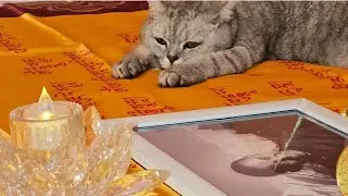 Наша кошка Софи делает простирания перед Ламой Сопа Ринпоче 🙏🏻 🙏🏻 🙏🏻. 23.11.2023