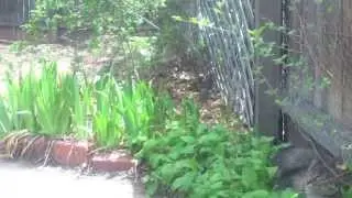 Hugelkultur Garden update 05 19 13