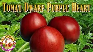 Томат - Dwarf Purple Heart (Гном фиолетовое сердце)